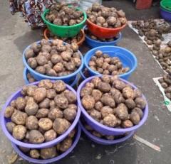 Relance de la production de la pomme de terre à  Mbanza-Ngungu 
