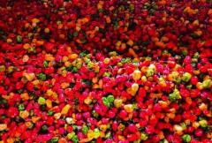 RDC : 180?000 tonnes de piment et 50?000 tonnes de cacao attendus sur le marché chinois